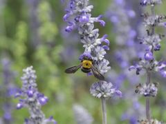 android_upload_pic-北京东方普罗旺斯薰衣草庄园