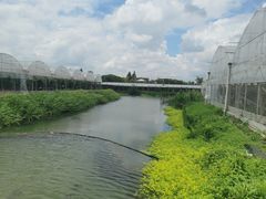 -马陆小张葡萄园农家乐