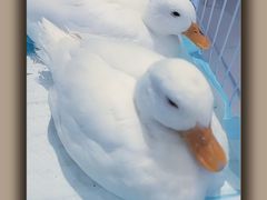 -怪兽屋·羊驼·猫咖·狗咖(俊华广场店)