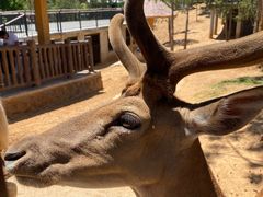 -石家庄市动物园