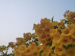 -深圳湾公园(南山区)