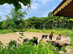 -沈阳森林动物园