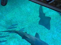 -暹罗海洋世界