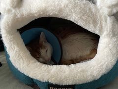 -美联众合动物医院(·中兽医·疑难杂症·严家桥分院)