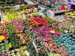 -秦美花卉(天朗·莱茵小城2期店)