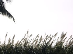 -野狸岛