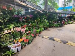 -青石桥花鸟鱼虫市场(叠翠城店)