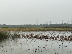-天津东丽湖风景区