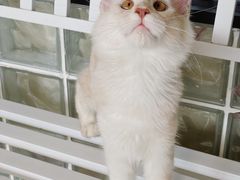 -十年猫舍·猫咪专门店(普陀店)