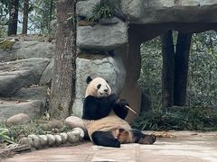 -中国大熊猫保护研究中心雅安碧峰峡基地