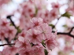 -上海辰山植物园