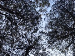 -铁山坪森林公园