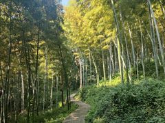 -上海佘山国家森林公园天马山园