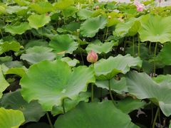 -荷塘月色湿地公园·向阳花洲