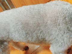 -瑞派·爱瑞可动物医院·口腔专科(广华新城分院)