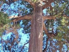 -少林寺欢喜地素斋馆