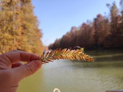 -上海海湾国家森林公园