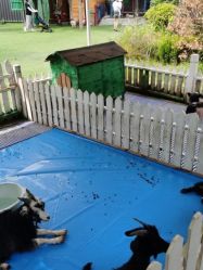 -萌宠亲子动物乐园(槐房万达店)