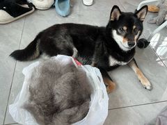 -瑞鹏宠物医院·骨科·猫科·内科(第一中心)