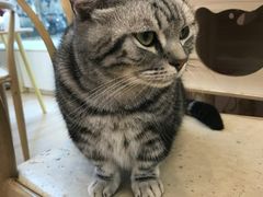 -猫咪派对(江南西店)