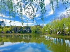 -顾村公园