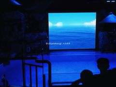 -芜湖新华联大白鲸海洋公园