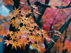 -家烧面馆【南山路知名经典面食】