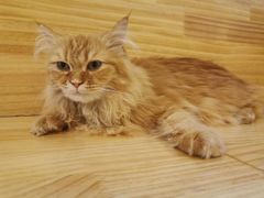 -猫腻·猫咖·撸猫馆(星光大道店)