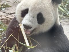 -石家庄市动物园