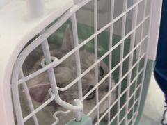 -艾吉宠物医院·疑难杂症转诊中心·猫友好(碧江路院)