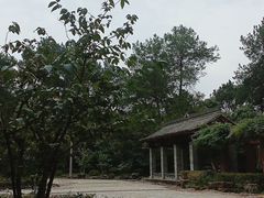 -铁山坪森林公园