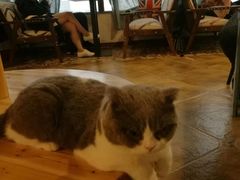 -共舞时光猫咖·狗咖(新街口店)