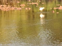 -海鸥岛河景湖大排档