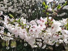 -武汉大学-樱园