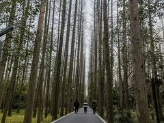 -东平国家森林公园