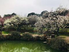 -香雪海