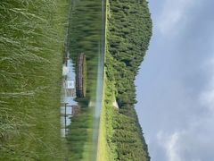 -武陵山森林公园