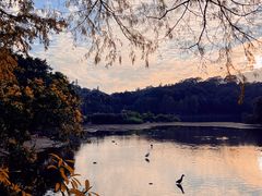 -深圳仙湖植物园