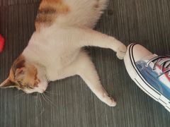 -谢怀亮芝麻茶