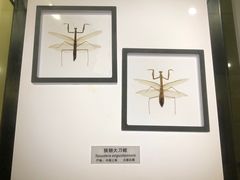 -上海昆虫博物馆