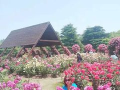 -上海滨江森林公园