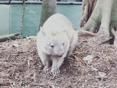 -费瑟代尔野生动物园