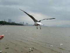 -深圳湾公园(南山区)