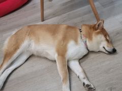 -柴迷FANS CLUB·柴犬狗咖·猫咖