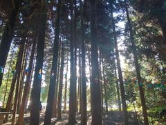 -武陵山森林公园