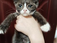 -楼上猫咖(罗湖店)