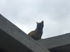 -小洲村