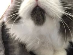 -瑞鹏宠物医院·爱宠堂·骨外专科(西荷分院)