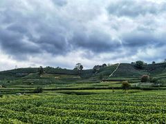 -龙坞茶村
