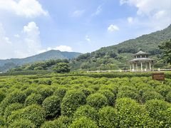 -龙坞茶村